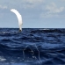 whale_humpback_v_00934_dom3100.jpg